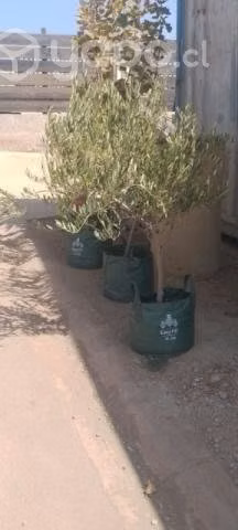 Olivos