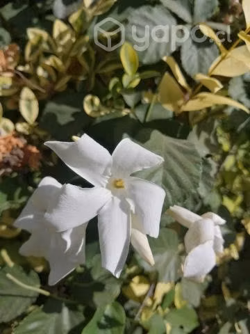 "Jazmín chileno"