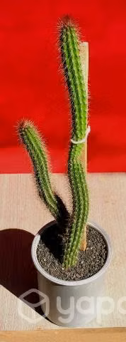 Maceta Cactus Cleitocactus (Flor Blanca)