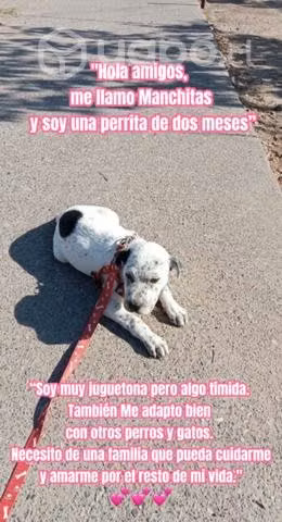 Perrita en Adopción