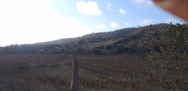 Parcela Los Sauces Hualañe, Maule