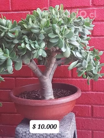 Plantas hermosas