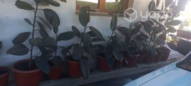 Planta Gomero