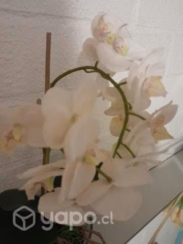 Orquídea