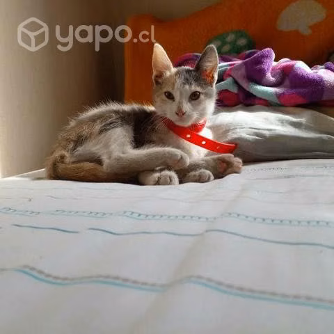 Se regala tierna gatita abandonada