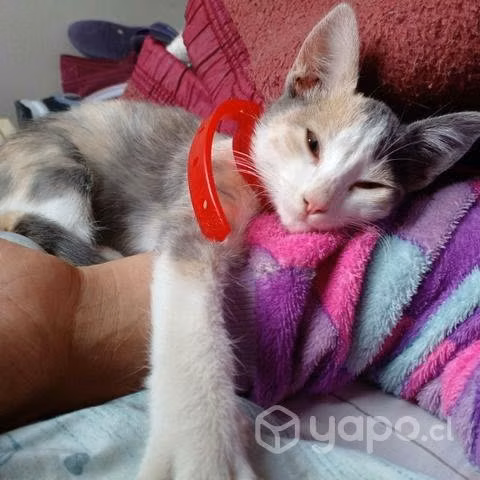 Se regala tierna gatita abandonada