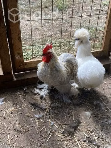 Pareja de conchinchinos