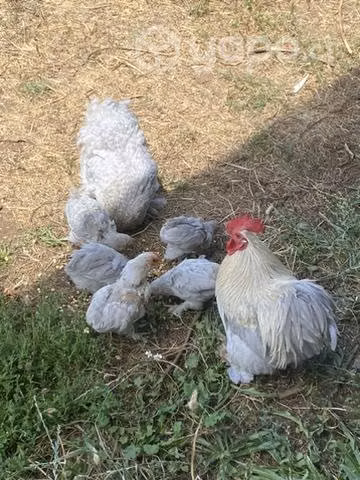 Pareja de conchinchinos