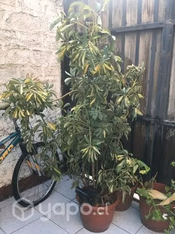 Plantas chefleras