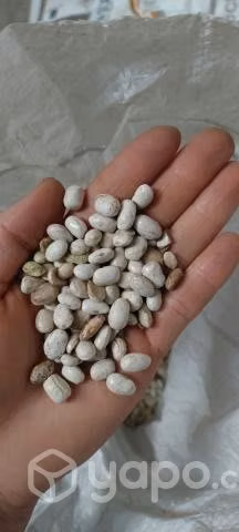 Porotos cimarron