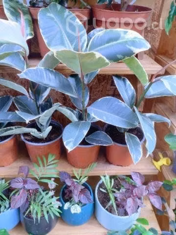 Plantas