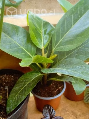 Plantas