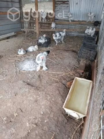 Pollos Brahma