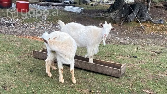 Chivo por falta de espacio