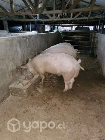 chanchas raza landraze