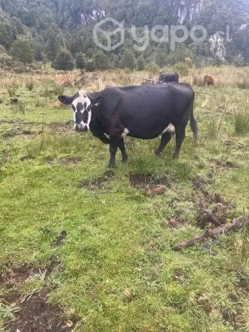3 vacas - Imagen 3
