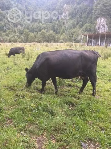 3 vacas