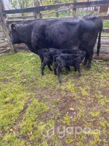 3 vacas - Imagen 2