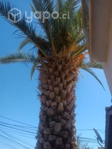 HERMOSA PALMERA Grande