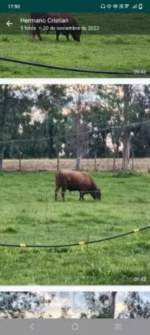 Toro angus rojo