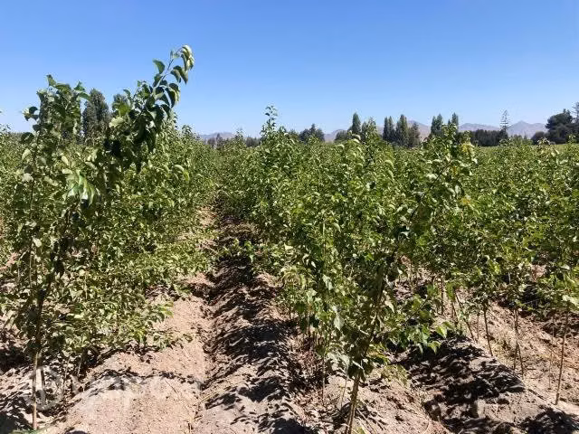 Portainjertos de Peral Pyrus calleryanna
