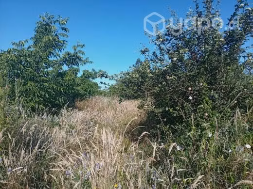 Vendo terreno 2 ha en san rafael, talca - Imagen 2