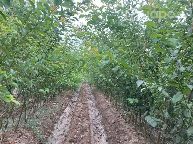 Portainjertos de ciruelo Marianna