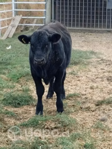 Toritos (angus)