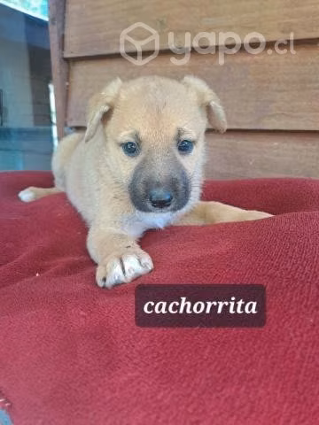 Cachorritos en adopcion