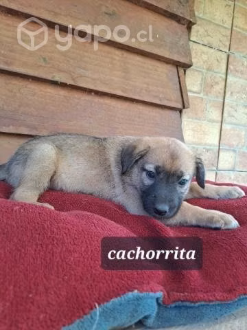 Cachorritos en adopcion
