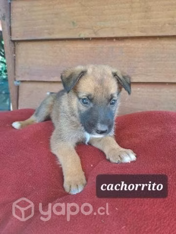 Cachorritos en adopcion