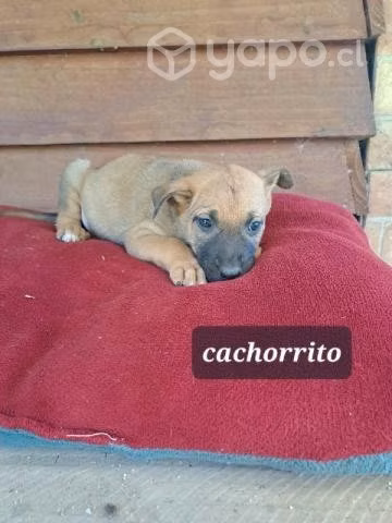 Cachorritos en adopcion