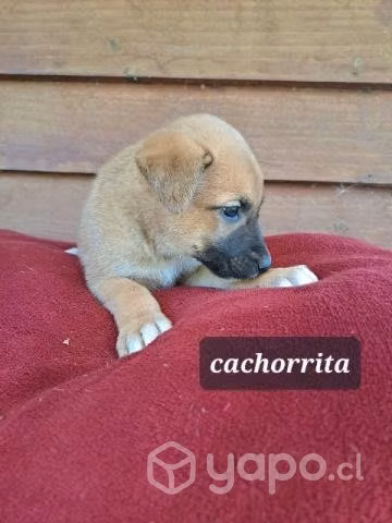 Cachorritos en adopcion
