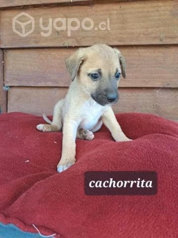 Cachorritos en adopcion