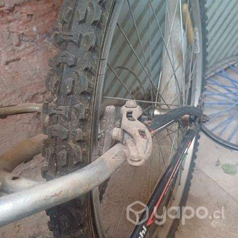 Bianchi barata - Imagen 2