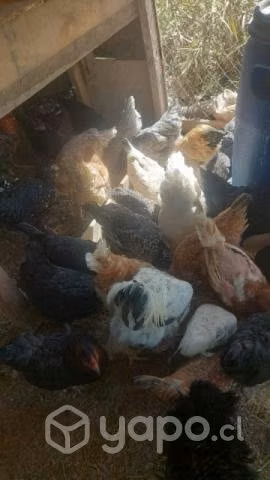 Gallinas - Imagen 5