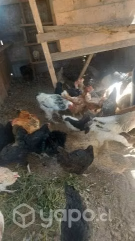 Gallinas - Imagen 3