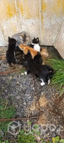 Se regalan gatitos