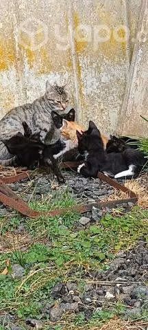Se regalan gatitos