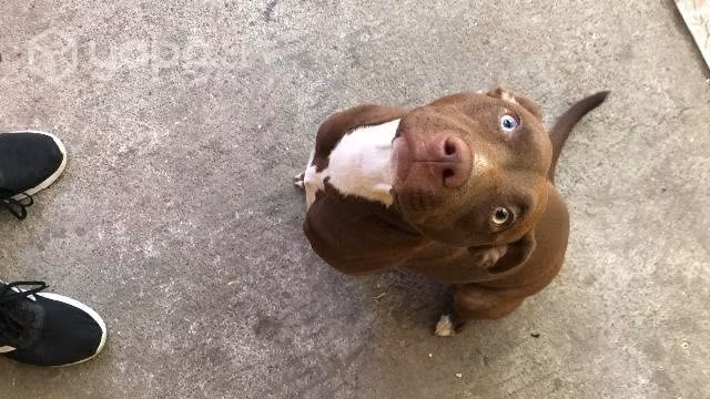 Sofi en adopción