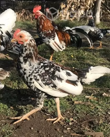 Gallos y gallinas de la pasión (enanos)