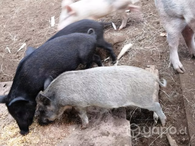 Cerditos
