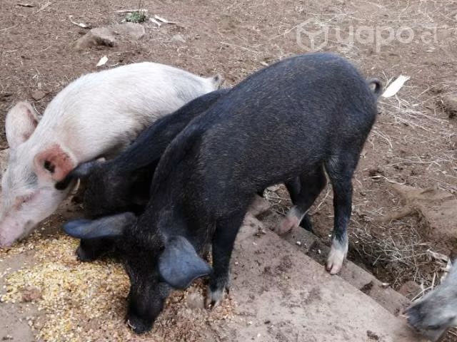 Cerditos
