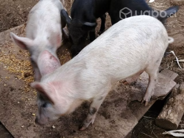Cerditos