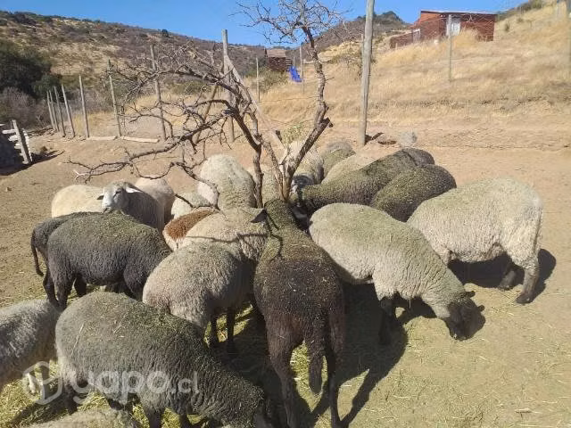 Permuto ovejas por gallinas