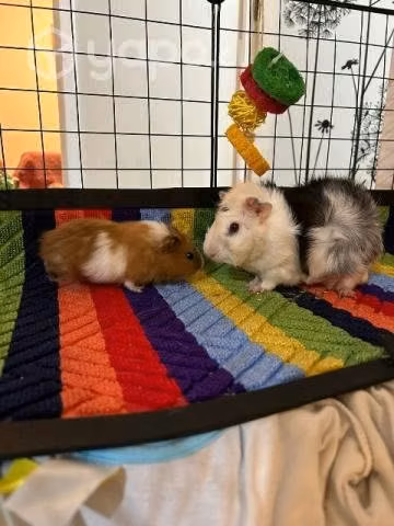 Cobayas en adopción