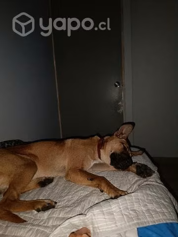 Perrito en adopción