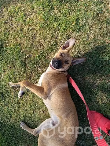 Perrito en adopción