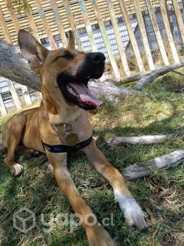 Perrito en adopción