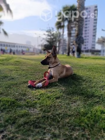 Perrito en adopción
